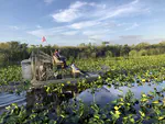 Everglades Wading Birds